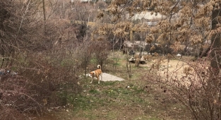 Çankaya'da yine köpek saldırısı