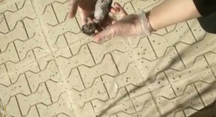 Elazığ'da yürekleri ısıtan görüntü: Yavru kedi kalp masajı ile hayata döndü