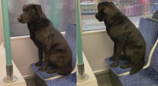 İstanbul'da soğuktan üşüyen köpek tramvaya bindi