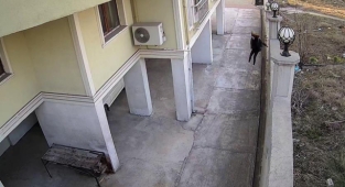 Okula giden kız çocuğu köpeklerin saldırısından duvardan atlayarak kurtuldu