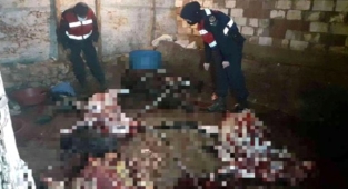 Piyasaya süreceklerdi! Eşek ve at kesen 5 kişi suçüstü yakalandı