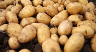 Buğday, ayçiçek yağı ve şekerden sonra patates krizi mi geliyor? Bakan Kirişçi açıkladı: 26 il karantinada