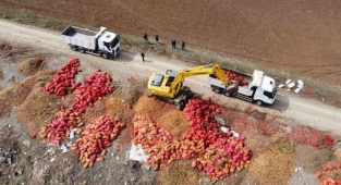 Çorum'un Alaca ilçesinde tonlarca soğan yol kenarına döküldü