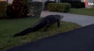 Florida'da dev timsah evlerin bahçelerinde gezdi