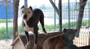 Hatay'da yasaklı ırk köpekler için yeni tedbir alındı