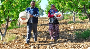 Manisa'da sezonun ilk kirazı kilosu 700 TL'den alıcı buldu!