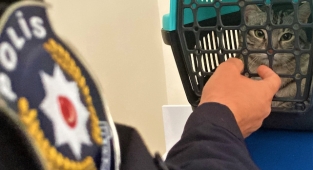 Polisin şefkati, kaza geçiren kediyi yaşama bağladı