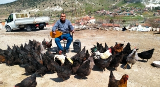 Tavuklarına her gün konser veriyor