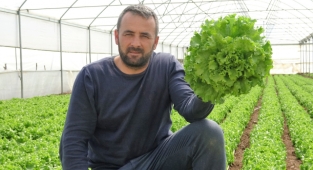 Tokat'ta marul serada 8 lira, markette 15 lira