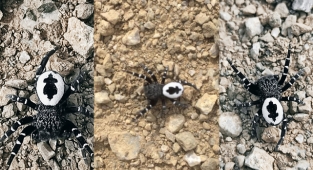 Tunceli'de fotoğraflanan örümceğin henüz keşfedilmemiş tür olması muhtemel