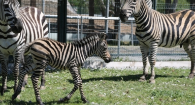 Büyükşehir hayvanat bahçesi'nde yeni doğan zebra ilgi odağı oldu