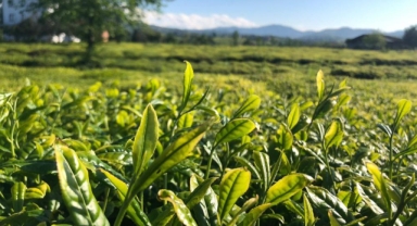 Lipton Doğu Karadeniz'de çay hasadına başladı