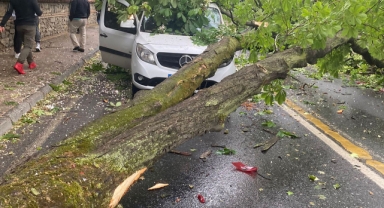 Üsküdar'da seyir halindeki araçların üzerine ağaç devrildi