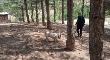 Bingöl'de başıboş pitbull, barınağa götürüldü