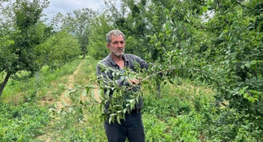 Erik tarlası soyulan çiftçiden hırsıza mesaj: