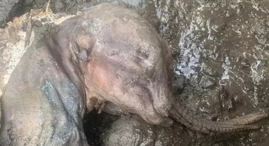 Kanada’da bir altın madeninde 30 bin yıllık bozulmamış yavru mamut bulundu