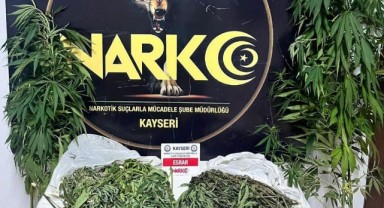 Evinde Hint keneviri yetiştirip satan şahıs yakalandı!