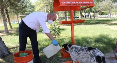 KOCASİNAN BELEDİYESİ’NDEN SOKAK HAYVANLARINA YEM VE MAMA TAKVİYESİ