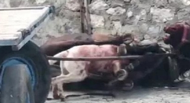 Yasaklı ırk köpeğin saldırdığı at ağır yaralandı