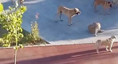 Başıboş köpekler korku salıyor!