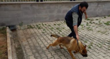 Gençlere biber gazı sıkan bekçiyi ısıran köpek gözaltına alındı