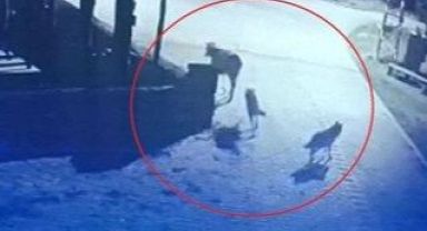 Aç kurtlar mahalleye indi ineği telef etti korkunç anlar güvenlik kamerasında
