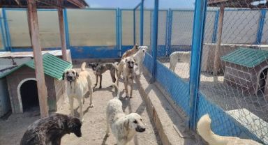 Büyükşehir Geçici Köpek Bakım Evi, Depremzede Hayvanlara Ev Sahipliği Yapıyor