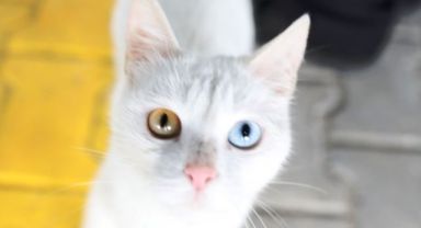 Kayseri’de İlk Olan Sevimli Patiler İçin ‘küçük Dostlar Kedi Kasabası’ Açılıyor