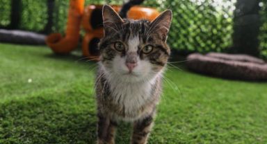 Kayseri’de Yine İlk Olan ‘küçük Dostlar Kedi Kasabası’