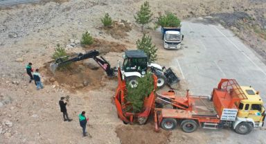 Büyükşehir, Mimarsinan Osb Kavşağı ile Refüjleri Ağaç Taşıma Yöntemi ile Ağaçlandırıyor