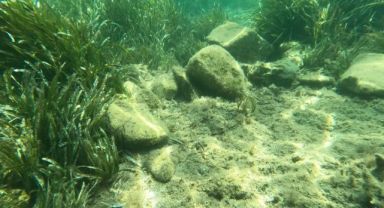 DENİZ ÇAYIRLARI ZARAR GÖRDÜ