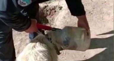 Kayseride kafası bidona sıkışan köpek itfaiye ekipleri tarafından kurtarıldı
