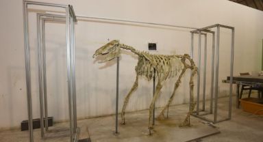 Büyükşehir'in Destekleriyle Dünyanın İlgisini Çeken Fosil Kazı Çalışmaları Başladı