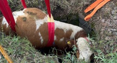BÜYÜKŞEHİR İTFAİYESİ, KUYUYA DÜŞEN BÜYÜKBAŞ HAYVANI 2 SAATLİK ÇALIŞMAYLA KURTARDI