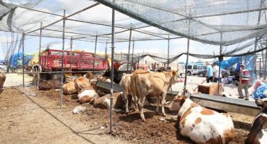 BÜYÜKŞEHİR KURBAN SATIŞ VE KESİM YERLERİNDE TÜM TEDBİRLERİ ALDI