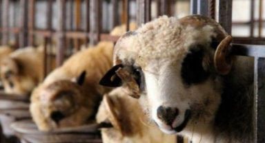 Kurbanlık fiyatları belli oldu: En ucuzu 7 bin liradan başlıyor