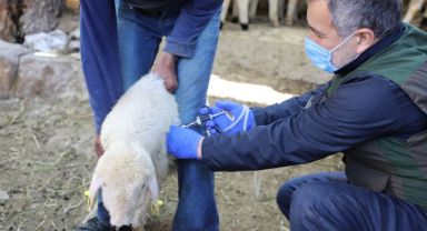 8 BİN 885 HAYVANIN AŞI VE KÜPELEME ÜCRETİ TALAS BELEDİYESİ’NDEN