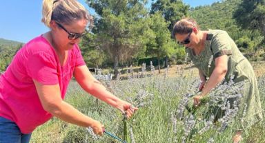 BODRUM’DA LAVANTA HASADI BAŞLADI