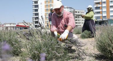 BAŞKAN ÇOLAKBAYRAKDAR; “ŞEHRİ RENKLENDİREN LAVANTA BAHÇESİNİN SAYISINI ARTIRACAĞIZ”