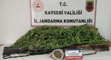 KAYSERİ'DE ESRAR ELDE ETMEK AMACIYLA KENEVİR EKİMİ