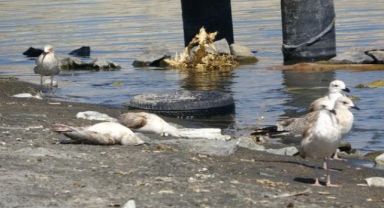Van Gölü'nde çok acı manzaralar! Binlerce martı öldü, diğerleri de ölümü bekliyor nedeni ise...