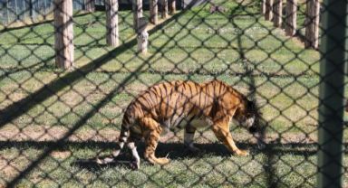 BÜYÜKŞEHİR BELEDİYESİ, ENGELLİ KAPLANA ŞEFKATLE BAKIYOR