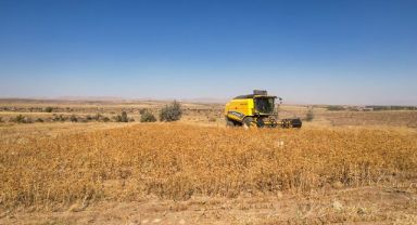 TALAS’TA ASPİR HASADI BAŞLADI