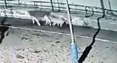 Çiftliğe saldıran kurtlar 2 ineği yaraladı