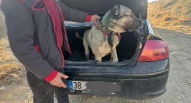 Kayseri'de köpek dövüştürerek bahis oynayanlara suçüstü