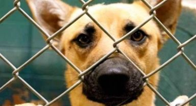Köpek sahiplenmek isteyenlere zorunlu kurs şartı