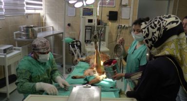 ERÜ Hayvan Hastanesinde 23 bin 942 hayvan şifa buldu