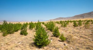 Kayseri'de bir yılda 3 bin 400 futbol sahası büyüklüğündeki alanda ağaçlandırma yapıldı