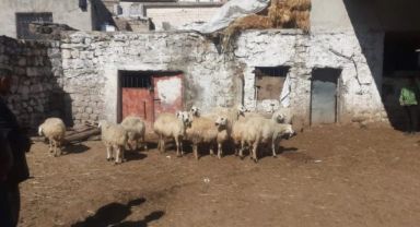 Hayvanları Zehirlenerek Telef Olan Besicilere Yardım Geldi