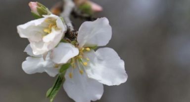İkinci cemre suya düştü!